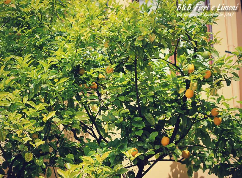 Albero di limoni carico di frutti nel giardino
