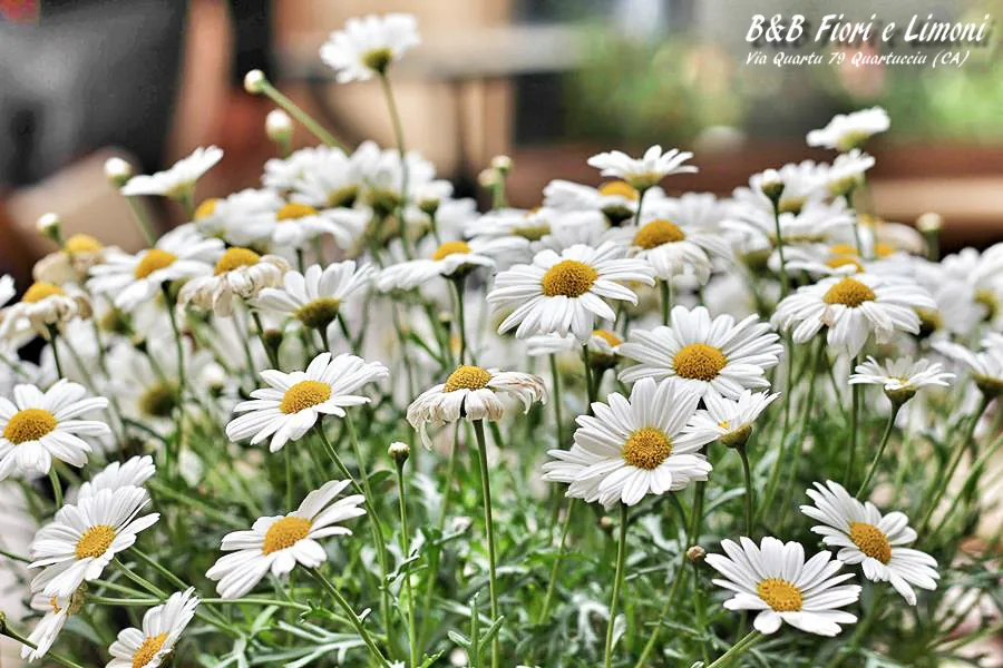 Margherite in fiore nel giardino